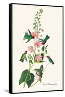 Anna's Hummingbird-John James Audubon-Framed Stretched Canvas