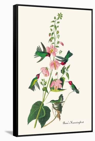 Anna's Hummingbird-John James Audubon-Framed Stretched Canvas