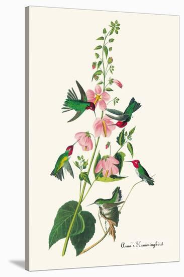 Anna's Hummingbird-John James Audubon-Stretched Canvas