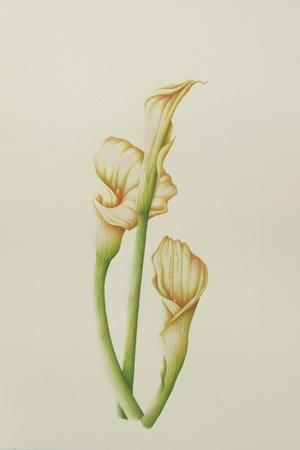 Arum Lily, 2001