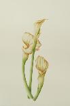 Arum Lily, 2001-Annabel Barrett-Framed Giclee Print