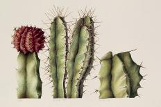 Cacti, 1999-Annabel Barrett-Giclee Print