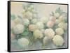 Annabelle Hydrangeas-Julia Purinton-Framed Stretched Canvas