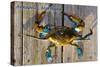 Annapolis, Maryland - Blue Crab on Dock-Lantern Press-Stretched Canvas