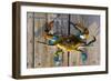 Annapolis, Maryland - Blue Crab on Dock-Lantern Press-Framed Art Print
