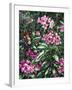 Annas and Rhodies-Jeff Tift-Framed Giclee Print