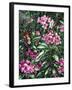 Annas and Rhodies-Jeff Tift-Framed Giclee Print