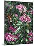 Annas and Rhodies-Jeff Tift-Mounted Giclee Print