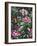 Annas and Rhodies-Jeff Tift-Framed Giclee Print