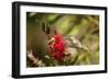 Annas Hummingbird in Flight and Sipping at Bottlebrush Bloom-Michael Qualls-Framed Photographic Print