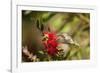 Annas Hummingbird in Flight and Sipping at Bottlebrush Bloom-Michael Qualls-Framed Photographic Print