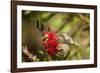 Annas Hummingbird in Flight and Sipping at Bottlebrush Bloom-Michael Qualls-Framed Photographic Print