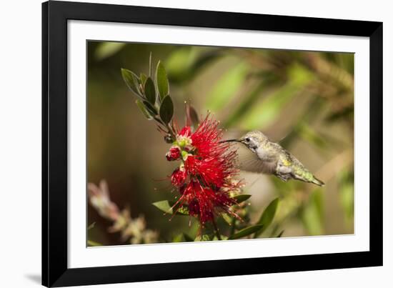 Annas Hummingbird in Flight and Sipping at Bottlebrush Bloom-Michael Qualls-Framed Photographic Print