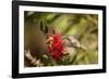 Annas Hummingbird in Flight and Sipping at Bottlebrush Bloom-Michael Qualls-Framed Photographic Print