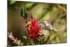 Annas Hummingbird in Flight and Sipping at Bottlebrush Bloom-Michael Qualls-Mounted Photographic Print