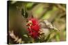 Annas Hummingbird in Flight and Sipping at Bottlebrush Bloom-Michael Qualls-Stretched Canvas