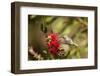 Annas Hummingbird in Flight and Sipping at Bottlebrush Bloom-Michael Qualls-Framed Photographic Print