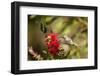 Annas Hummingbird in Flight and Sipping at Bottlebrush Bloom-Michael Qualls-Framed Photographic Print