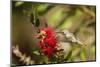 Annas Hummingbird in Flight and Sipping at Bottlebrush Bloom-Michael Qualls-Mounted Photographic Print
