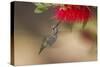 Annas Hummingbird in Flight. Sipping Nectar from a Bottle Brush-Michael Qualls-Stretched Canvas