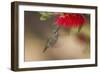 Annas Hummingbird in Flight. Sipping Nectar from a Bottle Brush-Michael Qualls-Framed Photographic Print