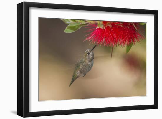 Annas Hummingbird in Flight. Sipping Nectar from a Bottle Brush-Michael Qualls-Framed Photographic Print