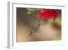 Annas Hummingbird in Flight. Sipping Nectar from a Bottle Brush-Michael Qualls-Framed Photographic Print