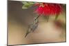 Annas Hummingbird in Flight. Sipping Nectar from a Bottle Brush-Michael Qualls-Mounted Photographic Print