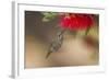 Annas Hummingbird in Flight. Sipping Nectar from a Bottle Brush-Michael Qualls-Framed Photographic Print