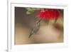 Annas Hummingbird in Flight. Sipping Nectar from a Bottle Brush-Michael Qualls-Framed Photographic Print