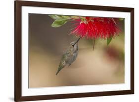 Annas Hummingbird in Flight. Sipping Nectar from a Bottle Brush-Michael Qualls-Framed Photographic Print