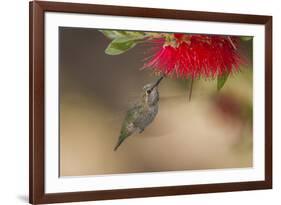 Annas Hummingbird in Flight. Sipping Nectar from a Bottle Brush-Michael Qualls-Framed Photographic Print