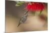 Annas Hummingbird in Flight. Sipping Nectar from a Bottle Brush-Michael Qualls-Mounted Photographic Print