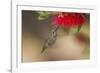 Annas Hummingbird in Flight. Sipping Nectar from a Bottle Brush-Michael Qualls-Framed Photographic Print