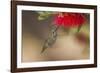 Annas Hummingbird in Flight. Sipping Nectar from a Bottle Brush-Michael Qualls-Framed Photographic Print