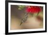 Annas Hummingbird in Flight. Sipping Nectar from a Bottle Brush-Michael Qualls-Framed Photographic Print