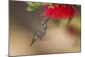 Annas Hummingbird in Flight. Sipping Nectar from a Bottle Brush-Michael Qualls-Mounted Photographic Print