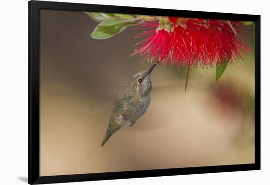 Annas Hummingbird in Flight. Sipping Nectar from a Bottle Brush-Michael Qualls-Framed Photographic Print
