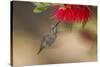 Annas Hummingbird in Flight. Sipping Nectar from a Bottle Brush-Michael Qualls-Stretched Canvas