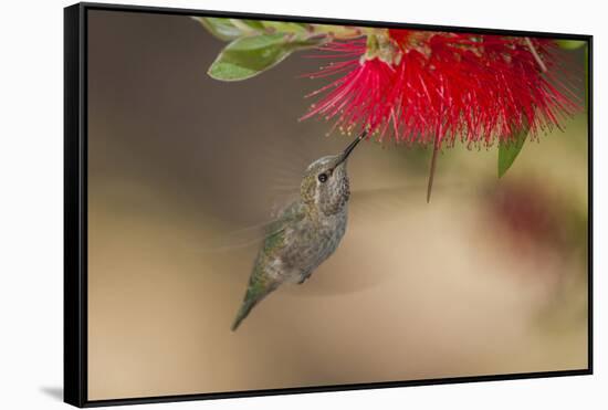 Annas Hummingbird in Flight. Sipping Nectar from a Bottle Brush-Michael Qualls-Framed Stretched Canvas