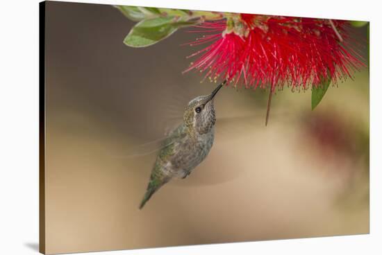 Annas Hummingbird in Flight. Sipping Nectar from a Bottle Brush-Michael Qualls-Stretched Canvas