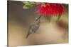 Annas Hummingbird in Flight. Sipping Nectar from a Bottle Brush-Michael Qualls-Stretched Canvas