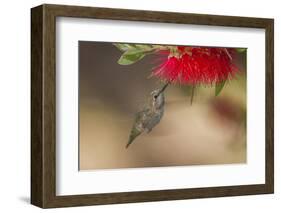 Annas Hummingbird in Flight. Sipping Nectar from a Bottle Brush-Michael Qualls-Framed Photographic Print