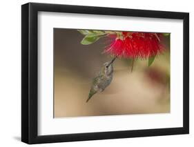 Annas Hummingbird in Flight. Sipping Nectar from a Bottle Brush-Michael Qualls-Framed Photographic Print