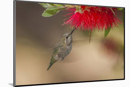 Annas Hummingbird in Flight. Sipping Nectar from a Bottle Brush-Michael Qualls-Mounted Photographic Print