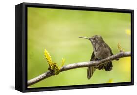 Annas Hummingbird Perched on the Branch of a Honey Locust Tree-Michael Qualls-Framed Stretched Canvas