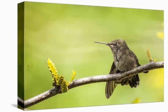 Annas Hummingbird Perched on the Branch of a Honey Locust Tree-Michael Qualls-Stretched Canvas