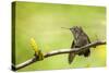 Annas Hummingbird Perched on the Branch of a Honey Locust Tree-Michael Qualls-Stretched Canvas