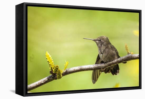 Annas Hummingbird Perched on the Branch of a Honey Locust Tree-Michael Qualls-Framed Stretched Canvas