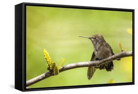 Annas Hummingbird Perched on the Branch of a Honey Locust Tree-Michael Qualls-Framed Stretched Canvas